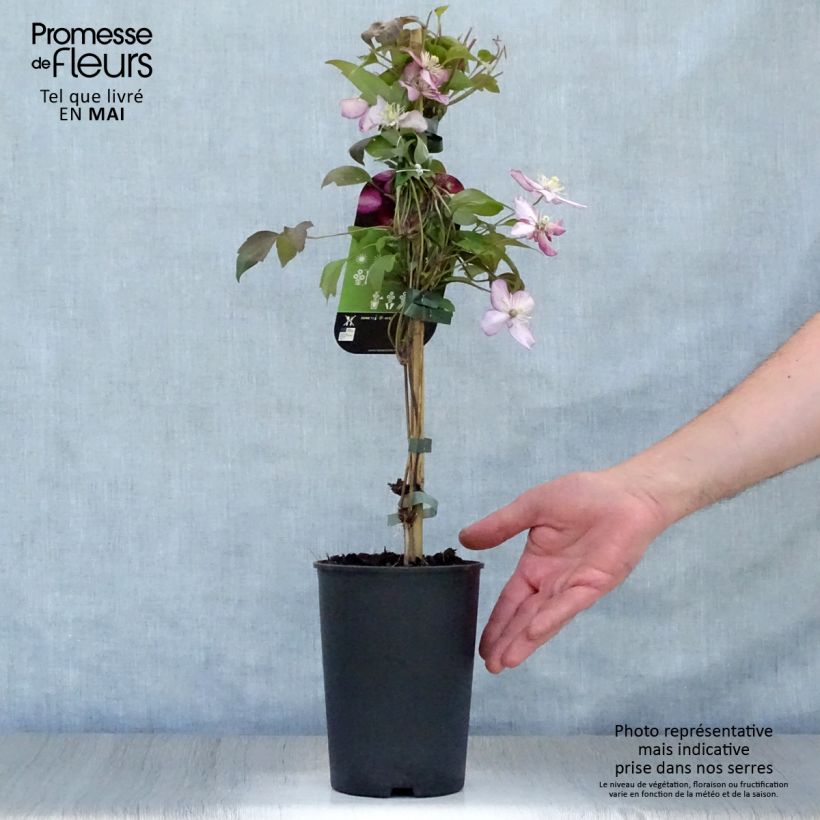 Exemplar von Clematis montana Van Gogh - Berg-Waldrebe Topf mit 2L/3L wie im Frühjahr geliefert