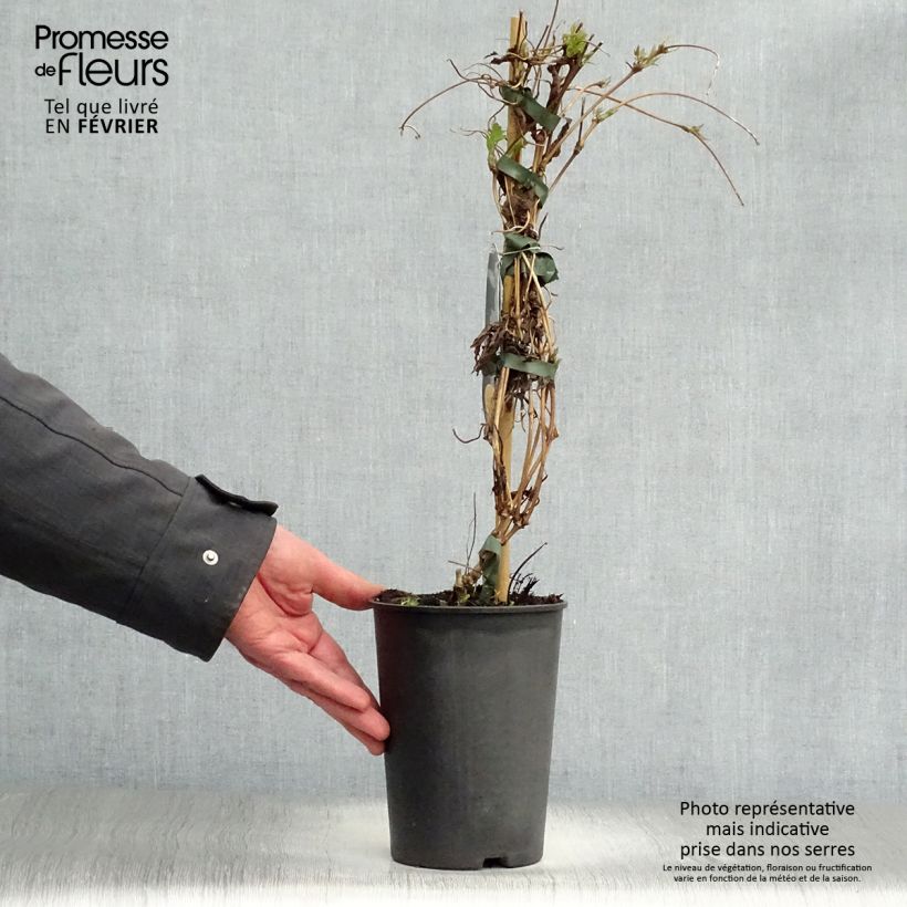 Exemplar von Clematis montana Wilsonii - Berg-Waldrebe Topf mit 2L/3L wie im Winter geliefert