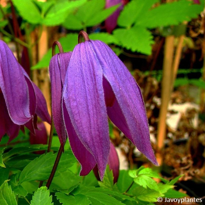 Waldrebe Tage Lundell - Clematis (Blüte)