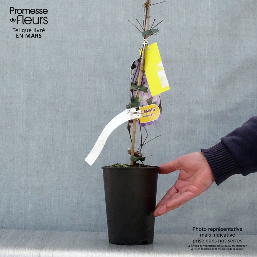 Exemplar von Waldrebe Spotlight - Clematis Topf mit 2L/3L wie im Frühjahr geliefert