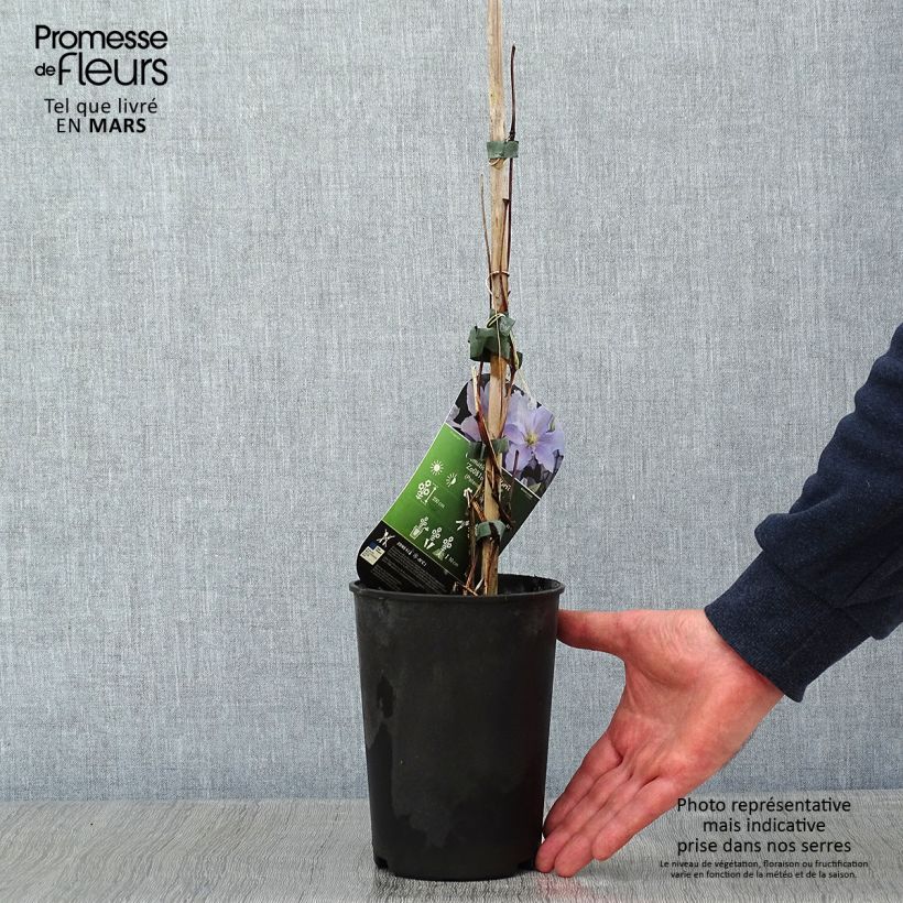 Exemplar von Waldrebe Spotlight - Clematis Topf mit 2L/3L wie im Winter geliefert