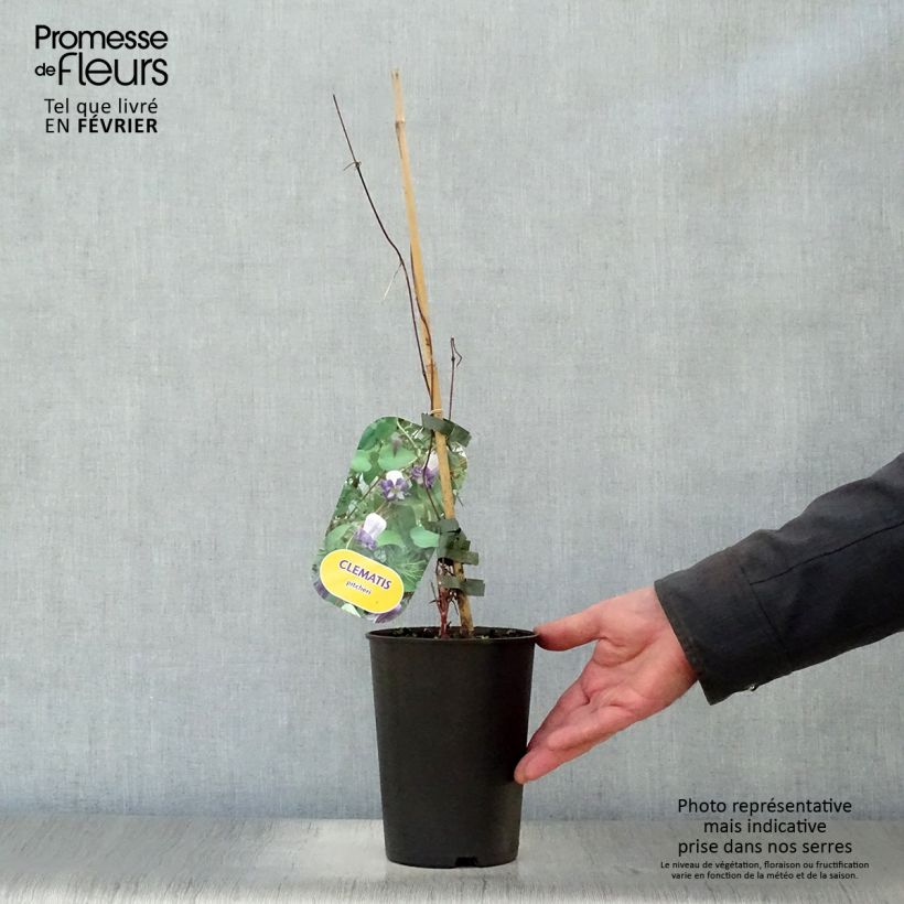 Exemplar von Clematis viorna Pitcheri - Waldrebe Topf mit 2L/3L wie im Winter geliefert