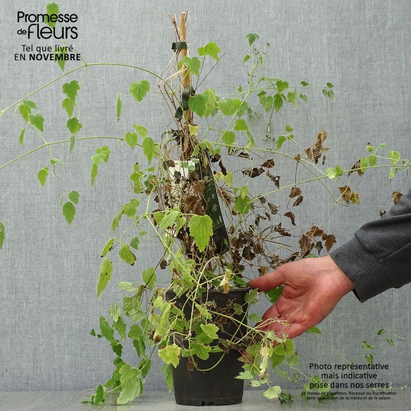 Exemplar von Clematis rehderiana - Waldrebe Topf mit 2L/3L wie im Herbst geliefert