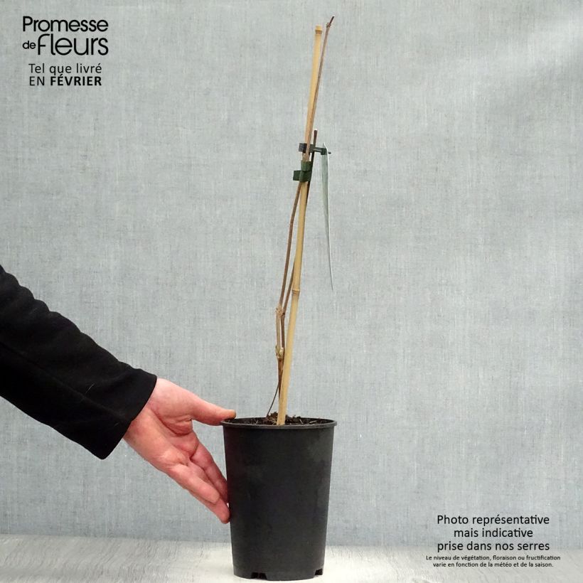 Exemplar von Waldrebe stans - Clematis Topf mit 2L/3L wie im Winter geliefert