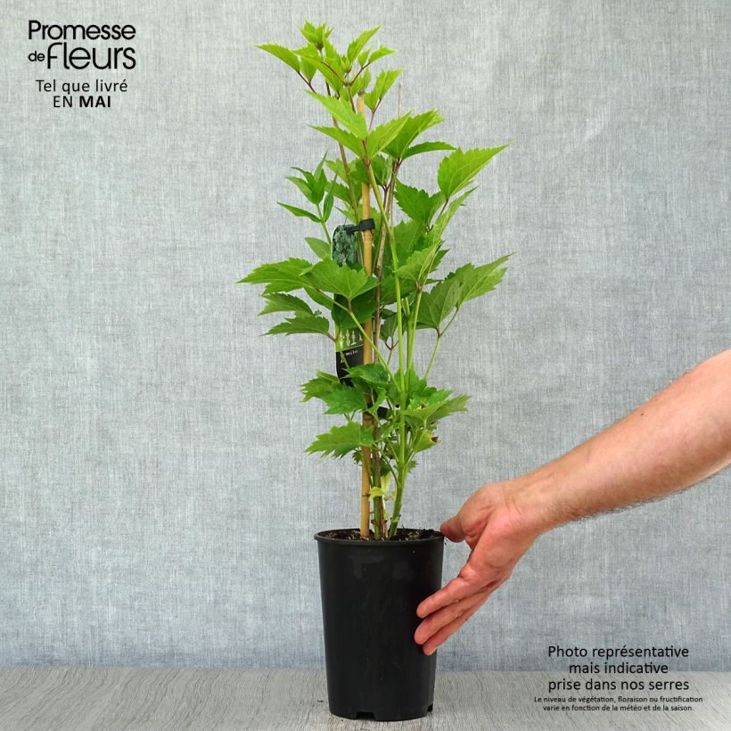 Exemplar von Waldrebe stans - Clematis Topf mit 2L/3L wie im Frühjahr geliefert