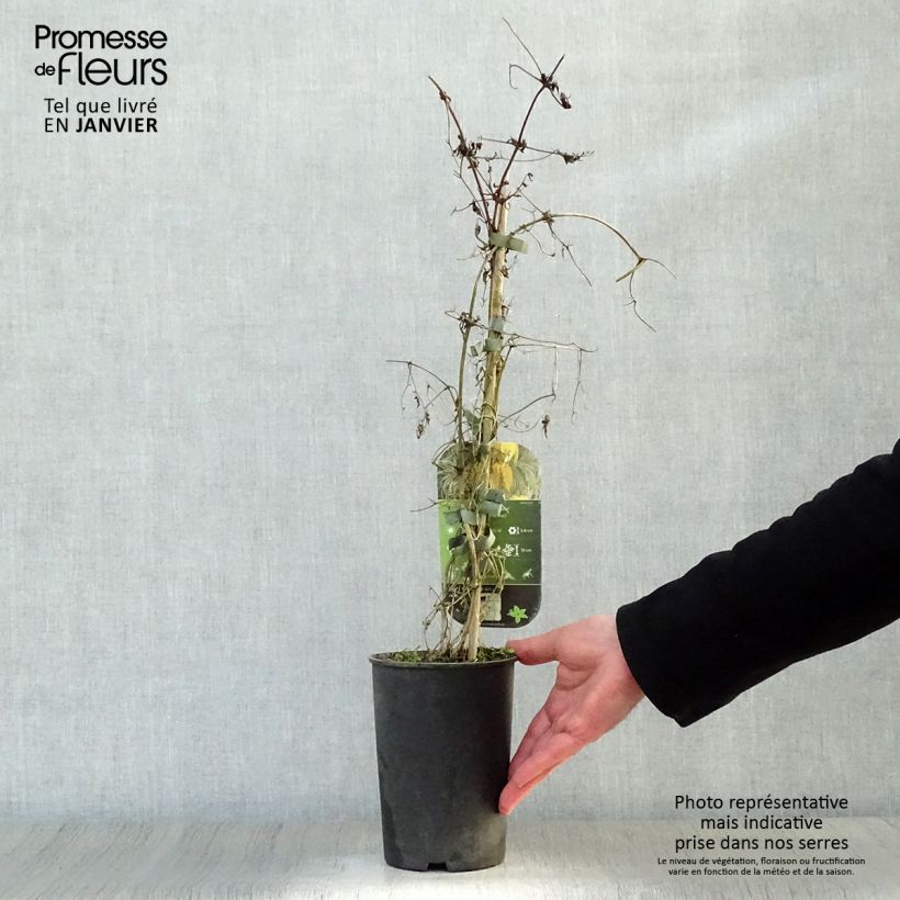 Exemplar von Clematis tangutica Aureolin - Gold-Waldrebe Topf mit 2L/3L wie im Winter geliefert