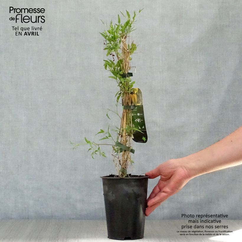 Exemplar von Clematis tangutica Aureolin - Gold-Waldrebe Topf mit 2L/3L wie im Frühjahr geliefert