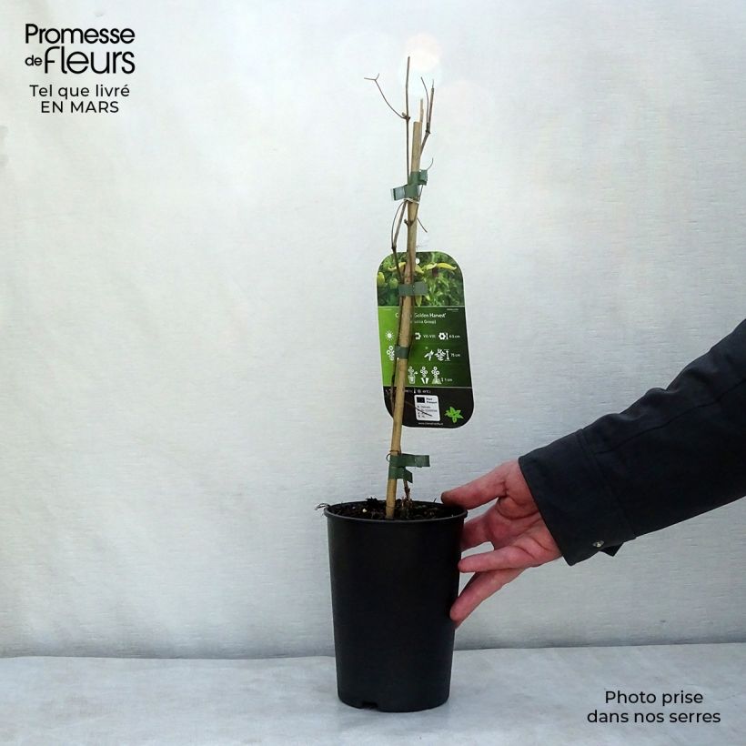 Exemplar von Clematis tangutica Golden Harvest - Gold-Waldrebe Topf mit 2L/3L wie im Winter geliefert