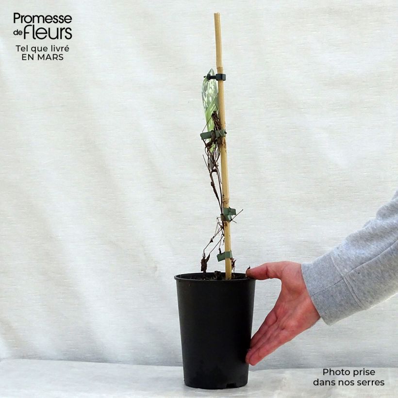 Exemplar von Clematis tangutica Grace - Gold-Waldrebe Topf mit 2L/3L wie im Frühjahr geliefert