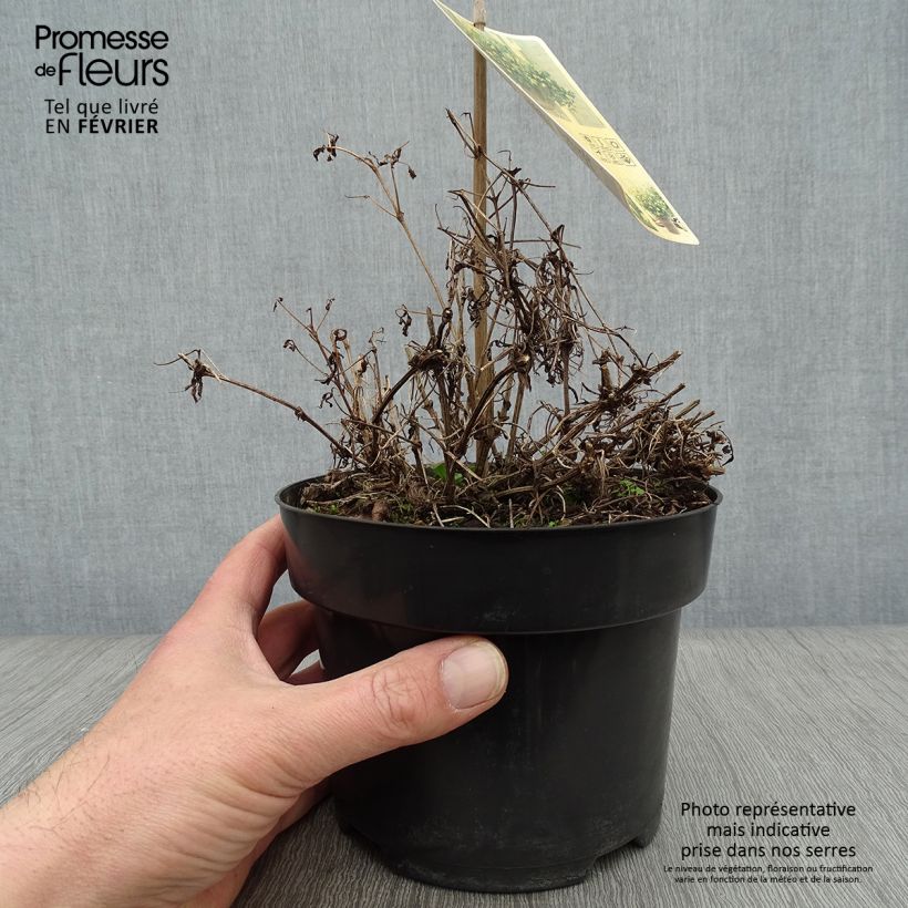 Exemplar von Clematis tangutica Little Lemons - Gold-Waldrebe Topf mit 2L/3L wie im Winter geliefert