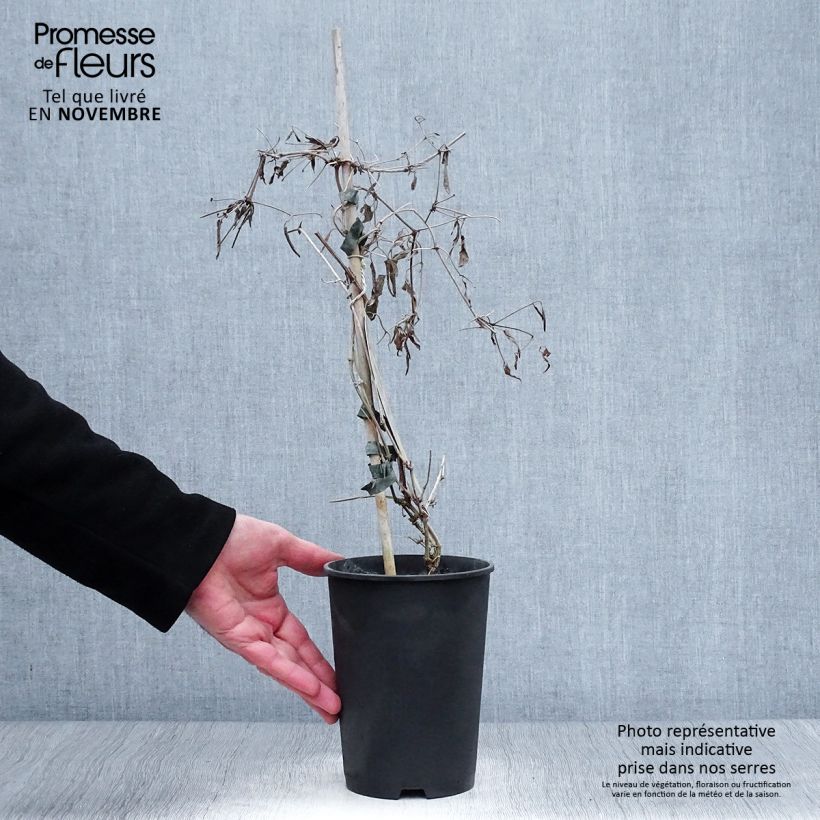 Exemplar von Clematis tangutica My Angel - Gold-Waldrebe Topf mit 2L/3L wie im Herbst geliefert