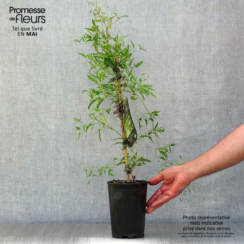 Exemplar von Clematis tangutica My Angel - Gold-Waldrebe Topf mit 2L/3L wie im Frühjahr geliefert