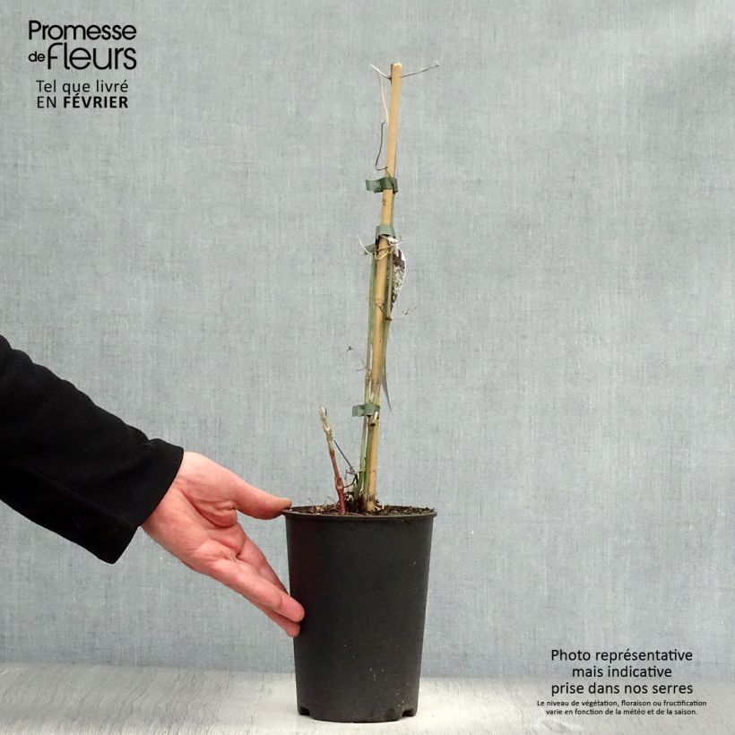 Exemplar von Clematis flammula terniflora - Waldrebe Topf mit 2L/3L wie im Winter geliefert