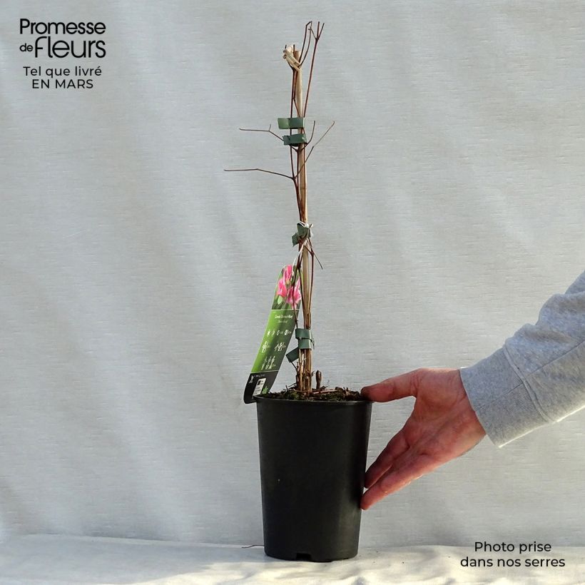 Exemplar von Clematis texensis Duchess of Albany - Texas-Waldrebe Topf mit 2L/3L wie im Frühjahr geliefert