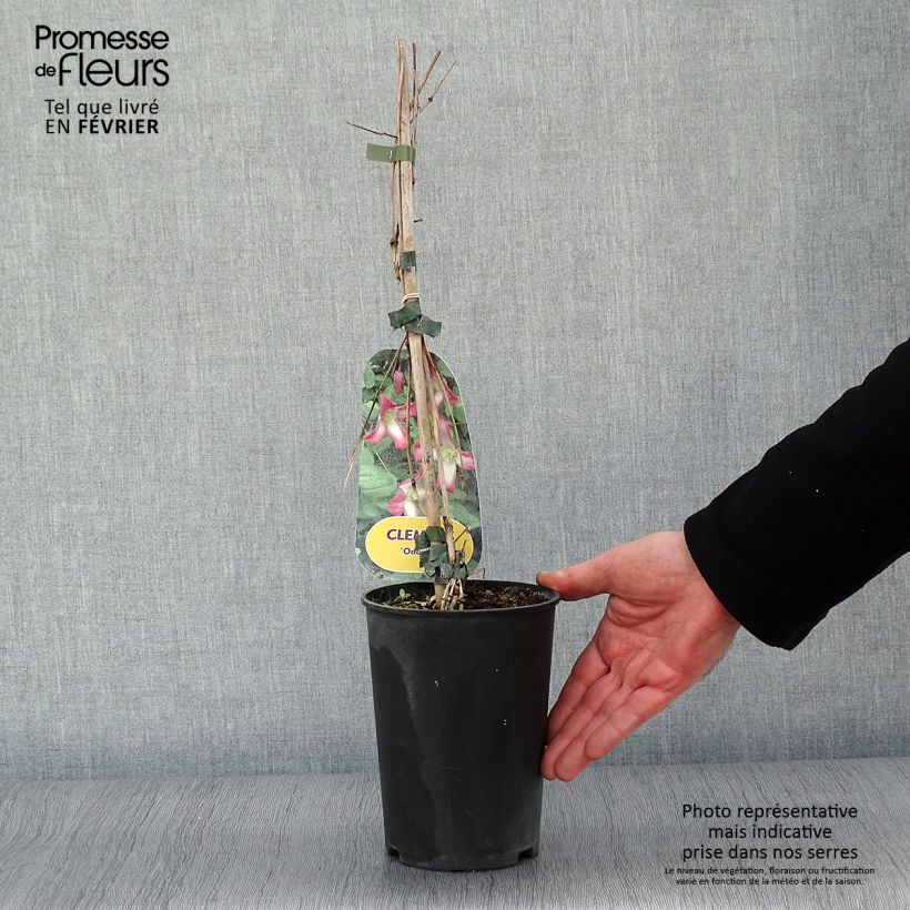 Exemplar von Clematis texensis Odoriba - Texas-Waldrebe Topf mit 2L/3L wie im Winter geliefert