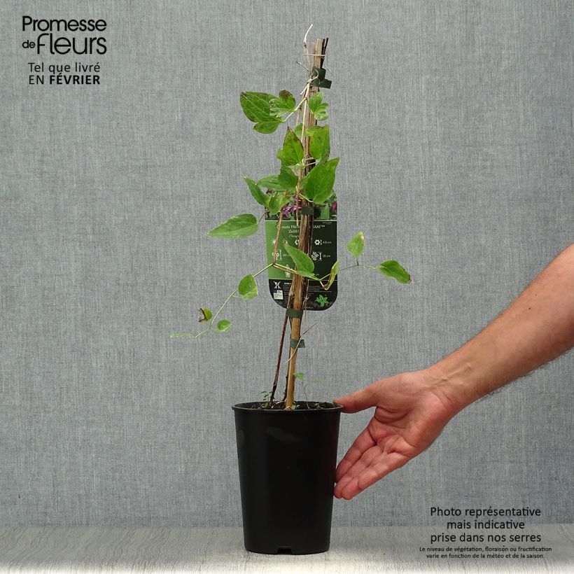 Exemplar von Clematis texensis Prince William - Texas-Waldrebe Topf mit 2L/3L wie im Herbst geliefert