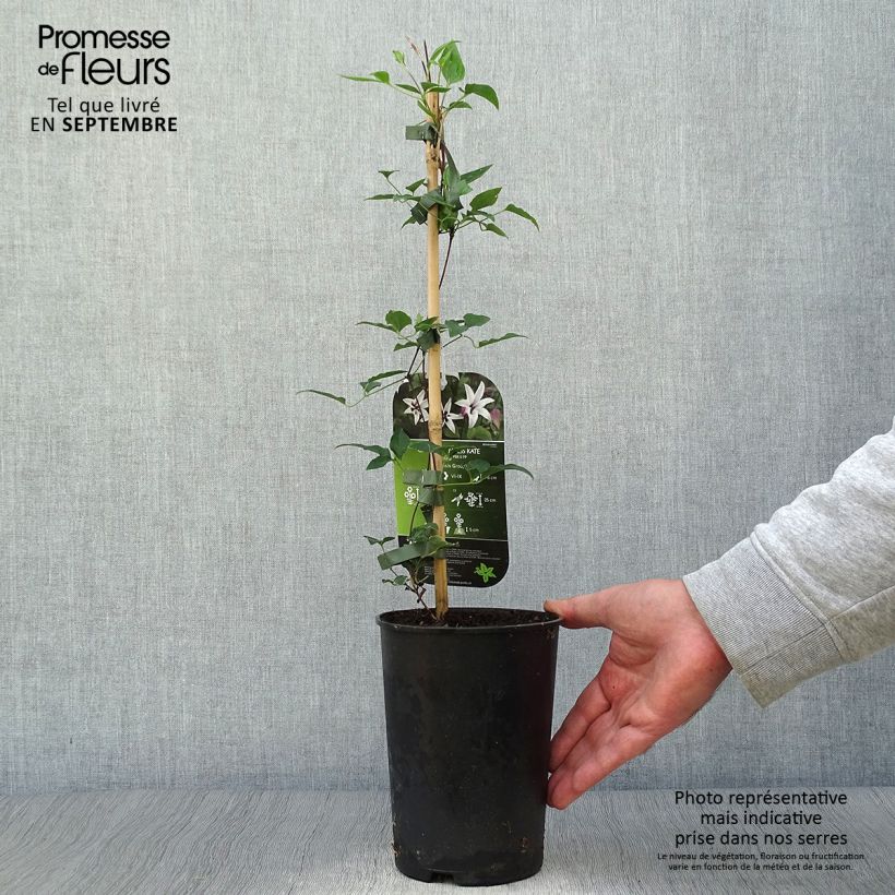 Exemplar von Clematis texensis Princess Kate - Texas-Waldrebe Topf mit 2L/3L wie im Herbst geliefert
