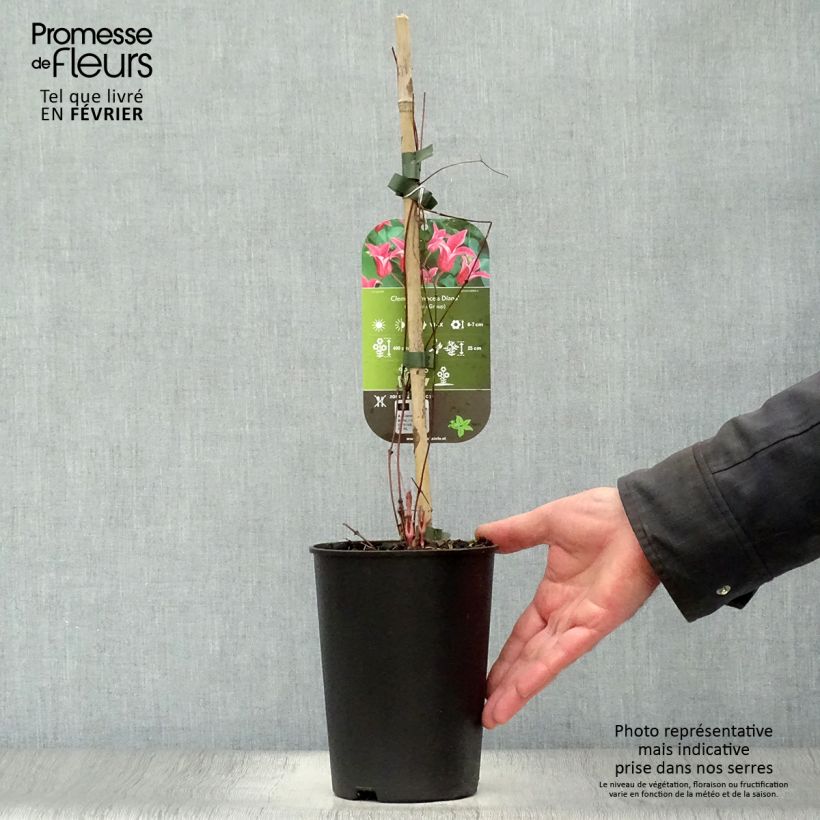 Exemplar von Clematis texensis Princess Diana - Texas-Waldrebe Topf mit 1,5L/2L wie im Winter geliefert