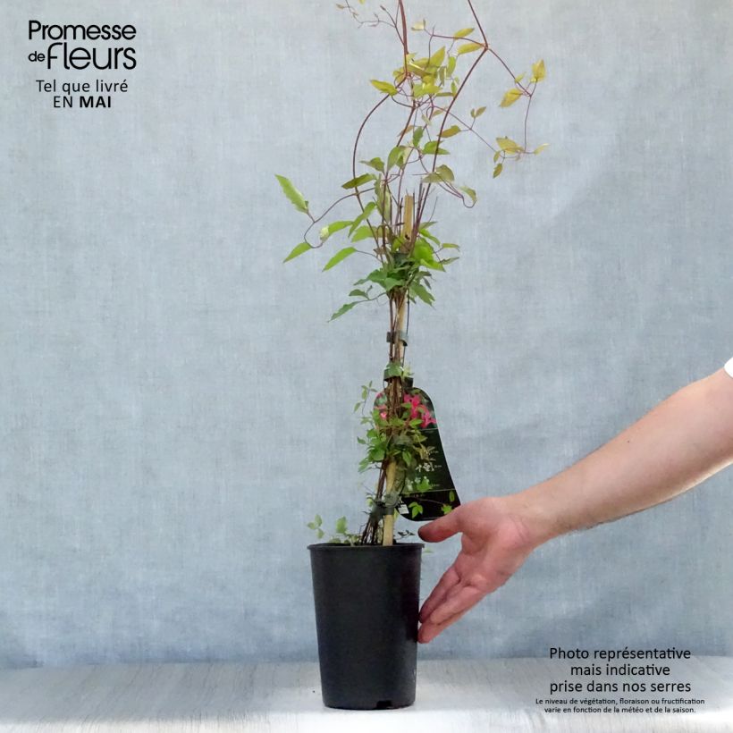 Exemplar von Clematis texensis Princess Diana - Texas-Waldrebe Topf mit 1,5L/2L wie im Frühjahr geliefert