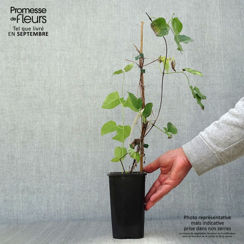 Exemplar von Clematis texensis Queen Maxima - Texas-Waldrebe Topf mit 1,5L/2L wie im Herbst geliefert