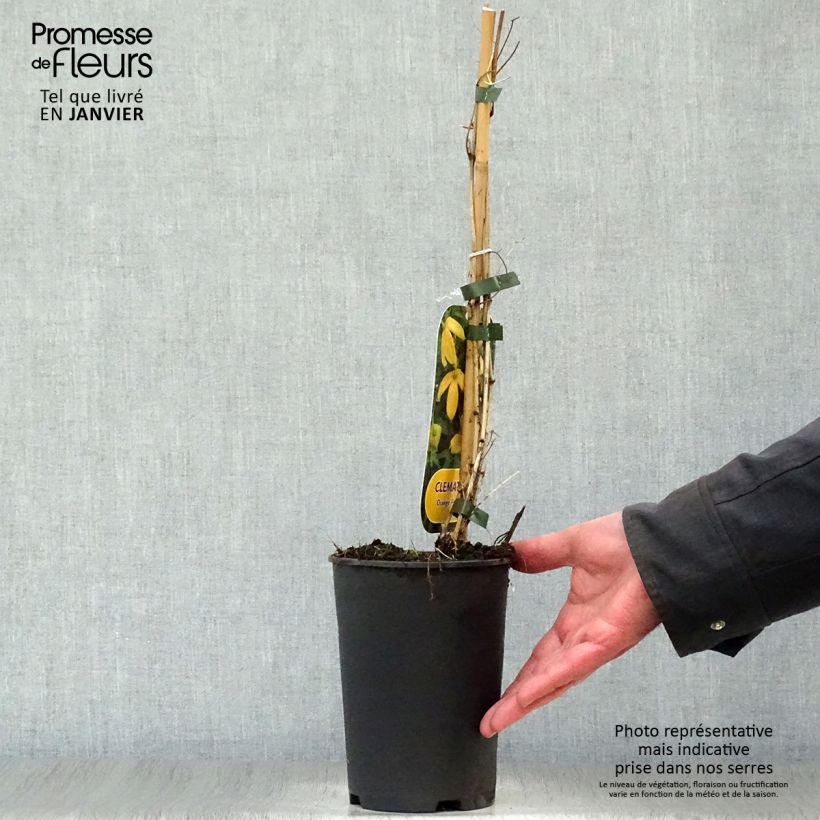 Exemplar von Clematis tibetana var. vernayi Orange Peel - Waldrebe Topf mit 2L/3L wie im Winter geliefert