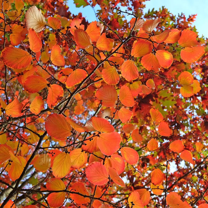 Clematis tibetana var. vernayi Orange Peel - Waldrebe (Laub)