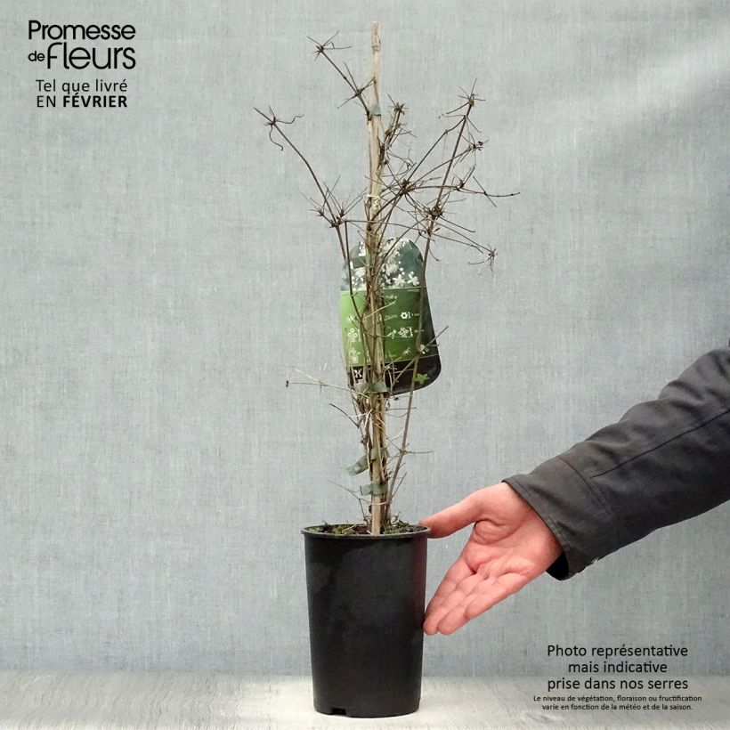 Exemplar von Clematis vitalba - Gewöhnliche Waldrebe Topf mit 2L/3L wie im Winter geliefert