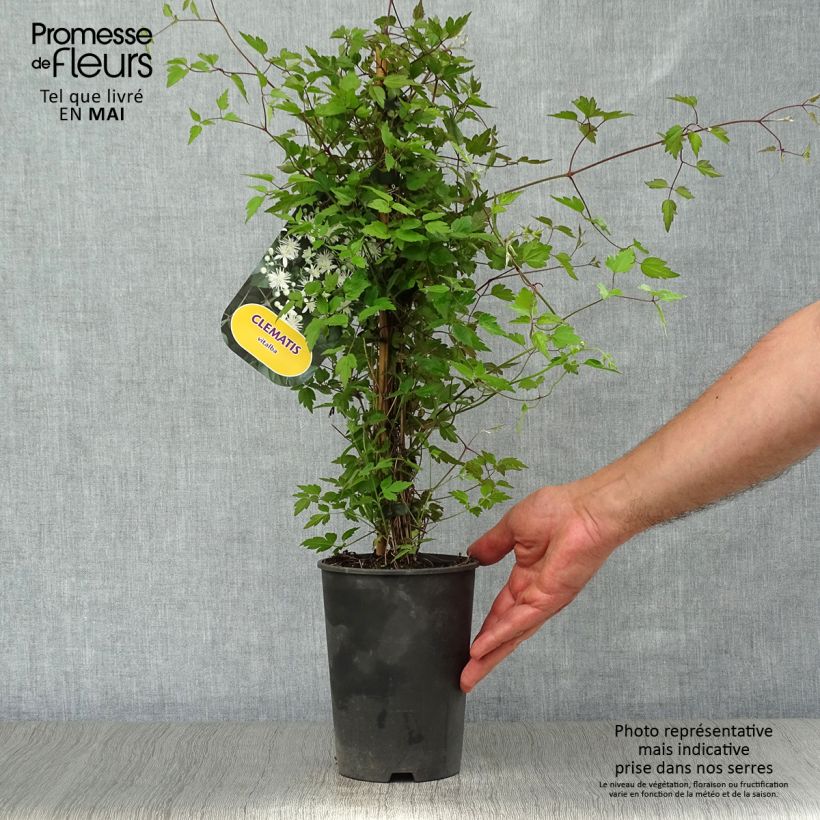 Exemplar von Clematis vitalba - Gewöhnliche Waldrebe Topf mit 2L/3L wie im Frühjahr geliefert