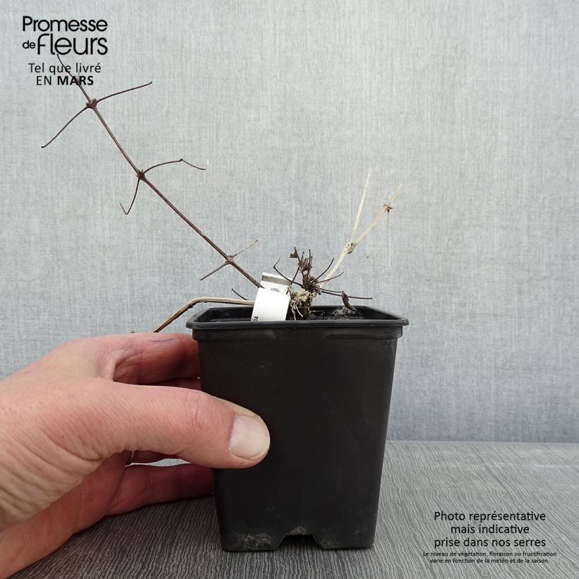 Exemplar von Clematis vitalba - Gewöhnliche Waldrebe Kleine Töpfe von 8/9 cm wie im Winter geliefert