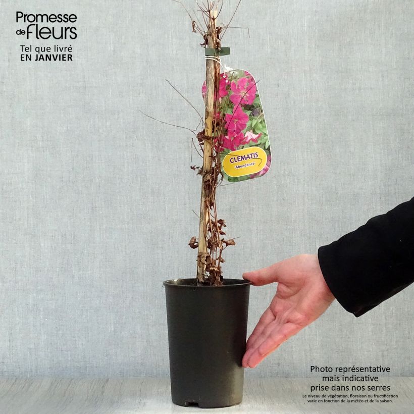 Exemplar von Clematis viticella Abundance - Waldrebe Topf mit 2L/3L wie im Winter geliefert
