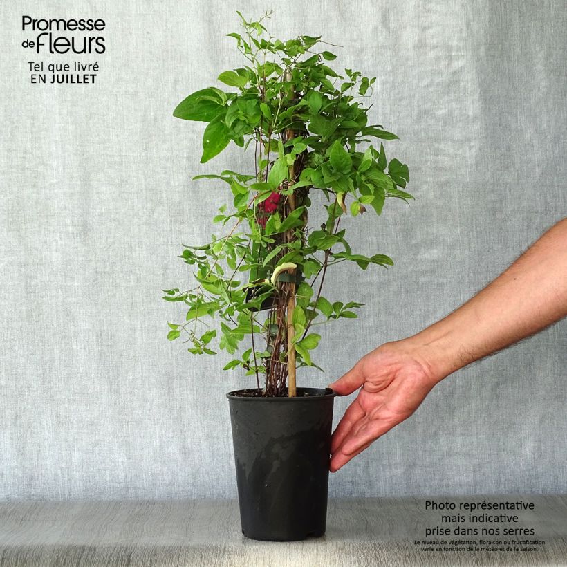 Exemplar von Clematis viticella Abundance - Waldrebe Topf mit 2L/3L wie im Sommer geliefert