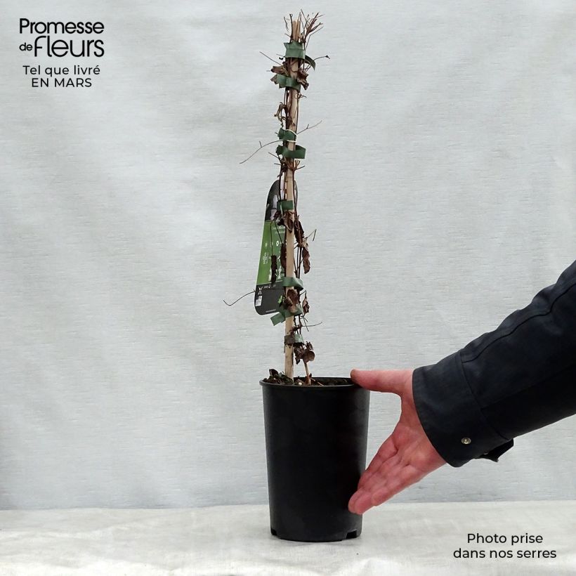 Exemplar von Clematis viticella Alba Luxurians - Waldrebe Topf mit 2L/3L wie im Frühjahr geliefert