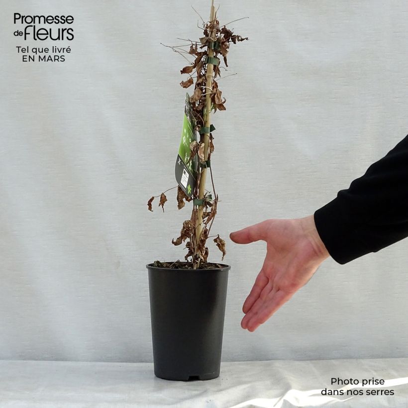 Exemplar von Clematis viticella Black Prince - Waldrebe Topf mit 2L/3L wie im Frühjahr geliefert