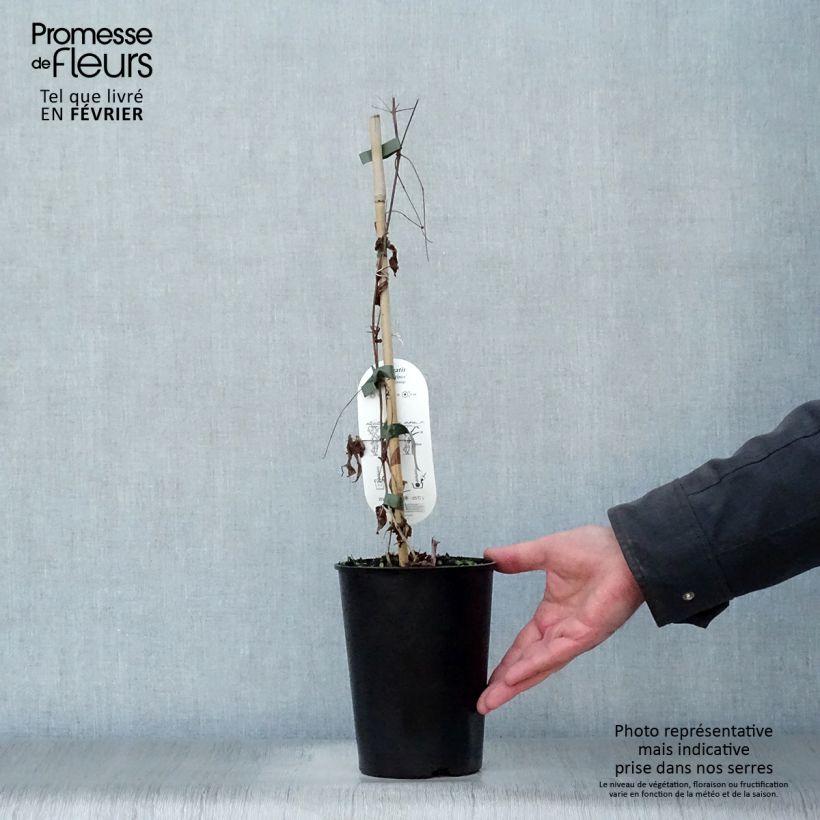 Exemplar von Clematis viticella Black Prince - Waldrebe Topf mit 2L/3L wie im Winter geliefert