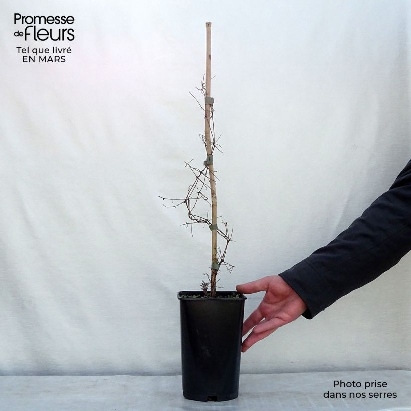 Exemplar von Clematis viticella Burning Love - Waldrebe Topf mit 2L/3L wie im Winter geliefert