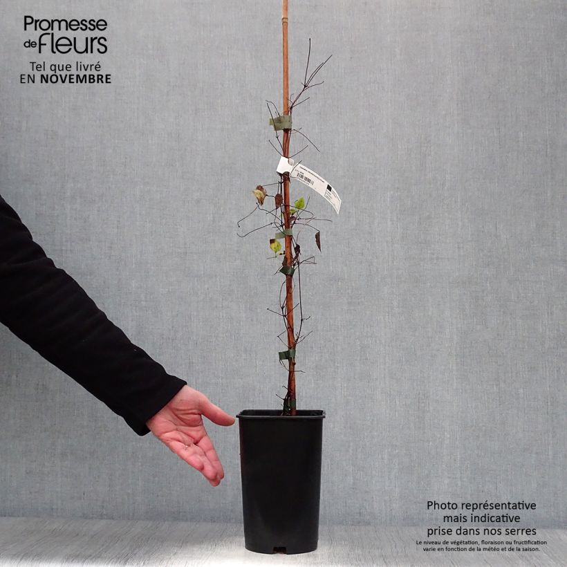 Exemplar von Clematis viticella Burning Love - Waldrebe Topf mit 2L/3L wie im Herbst geliefert