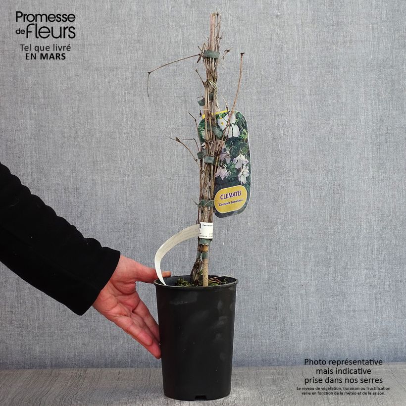 Exemplar von Clematis viticella Caerulea Luxurians - Waldrebe Topf mit 2L/3L wie im Winter geliefert