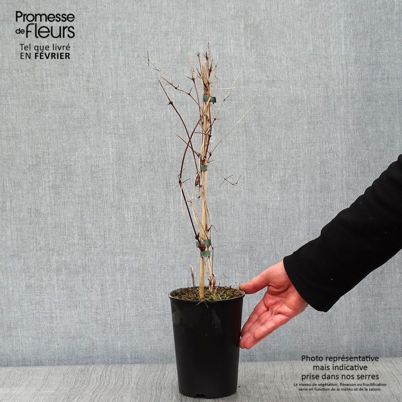 Exemplar von Waldrebe Etoile violette - Clematis Topf mit 2L/3L wie im Winter geliefert