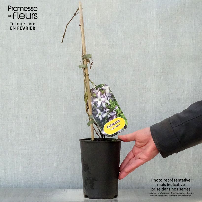 Exemplar von Clematis viticella I am Lady J - Waldrebe Topf mit 2L/3L wie im Winter geliefert