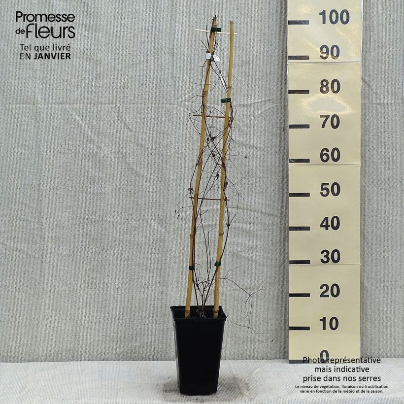 Exemplar von Waldrebe Krakowiak - Clematis Topf mit 3L/4L wie im Winter geliefert