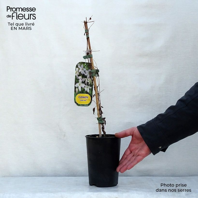 Exemplar von Waldrebe Little Nell - Clematis Topf mit 2L/3L wie im Frühjahr geliefert