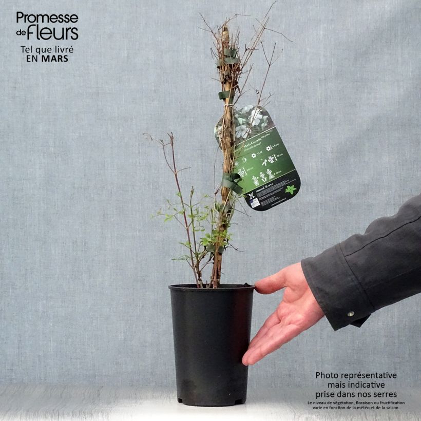 Exemplar von Waldrebe Maria Cornelia - Clematis Topf mit 2L/3L wie im Frühjahr geliefert