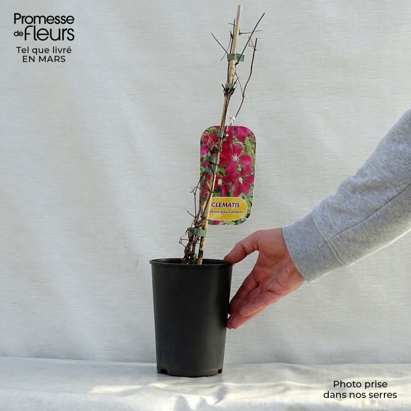Exemplar von Clematis viticella Mme Julia Correvon - Waldrebe Topf mit 2L/3L wie im Frühjahr geliefert