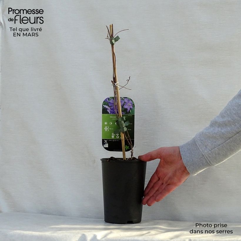 Exemplar von Waldrebe Perle d'Azur - Clematis Topf mit 2L/3L wie im Frühjahr geliefert