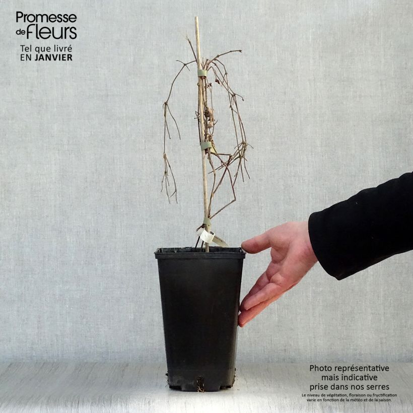 Exemplar von Waldrebe Perle d'Azur - Clematis Topf mit 2L/3L wie im Winter geliefert