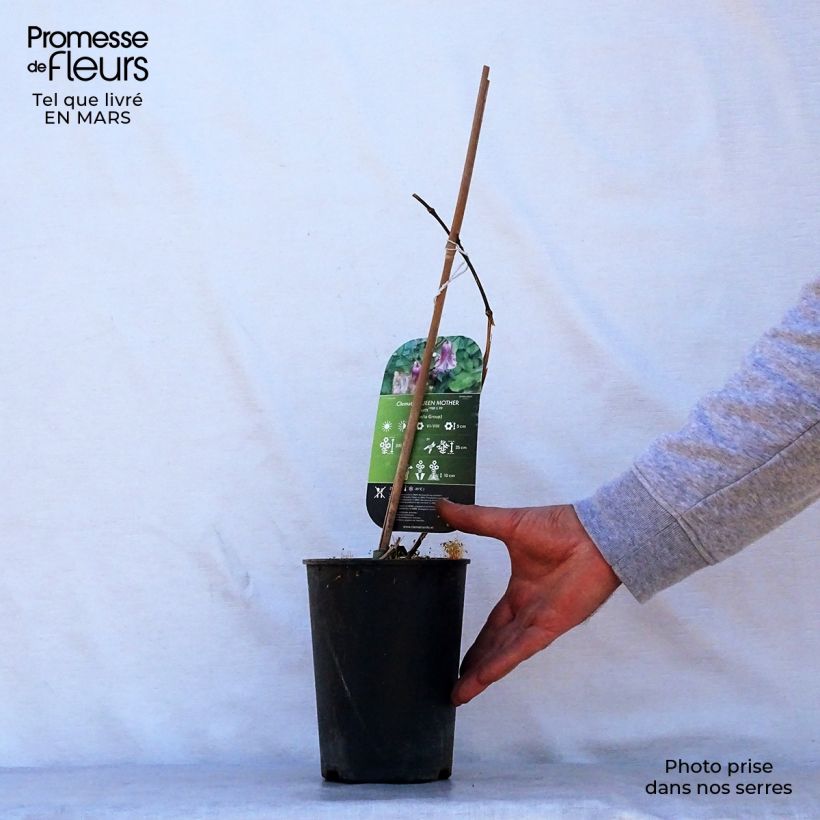 Exemplar von Clematis viticella Queen Mother - Waldrebe Topf mit 2L/3L wie im Frühjahr geliefert