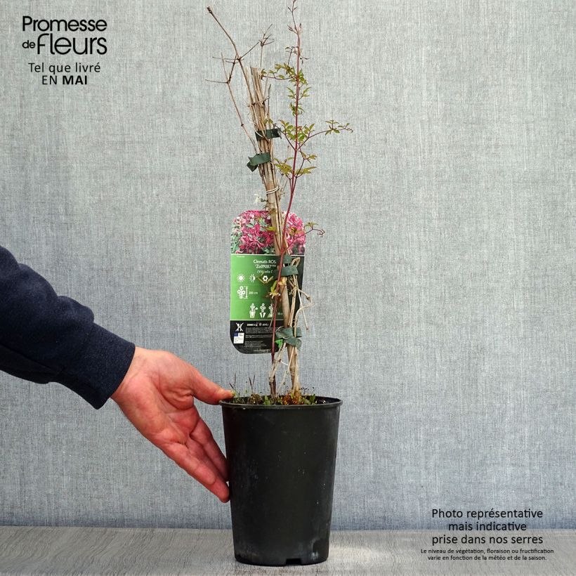 Exemplar von Clematis viticella Rosalyn - Waldrebe Topf mit 2L/3L wie im Frühjahr geliefert