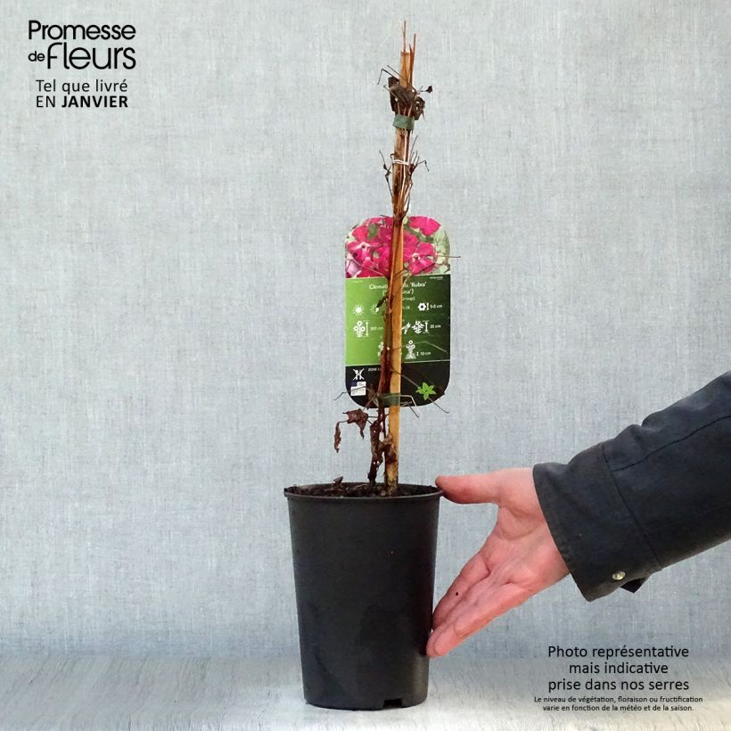 Exemplar von Clematis viticella Rubra - Waldrebe Topf mit 2L/3L wie im Winter geliefert