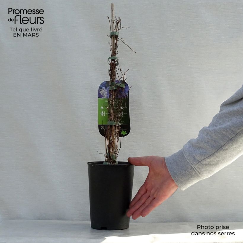 Exemplar von Clematis viticella Sunny Sky - Waldrebe Topf mit 2L/3L wie im Frühjahr geliefert