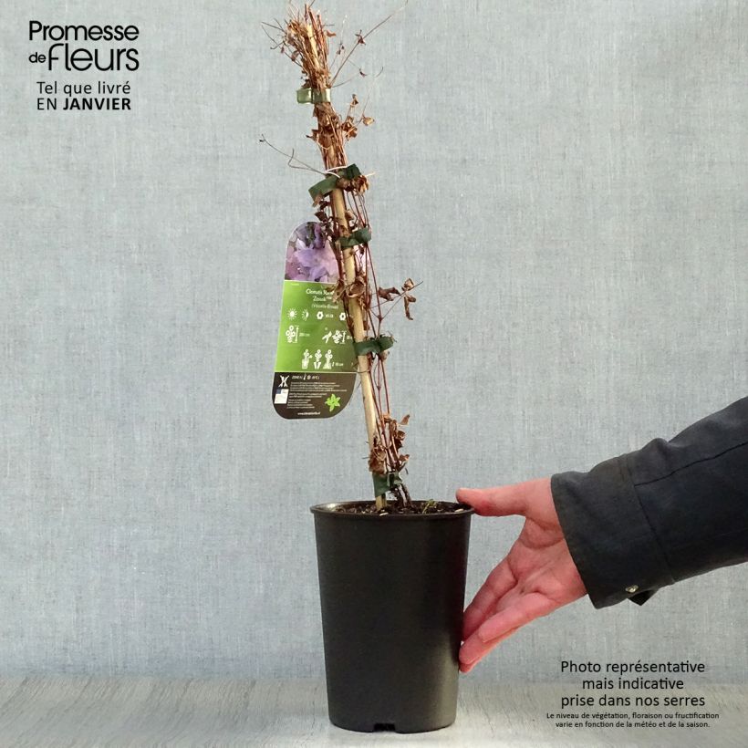 Exemplar von Clematis viticella Sunny Sky - Waldrebe Topf mit 2L/3L wie im Winter geliefert